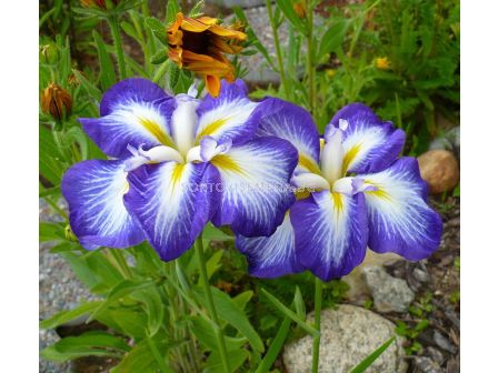 Ирис / Iris ensata Gusto / 1 бр