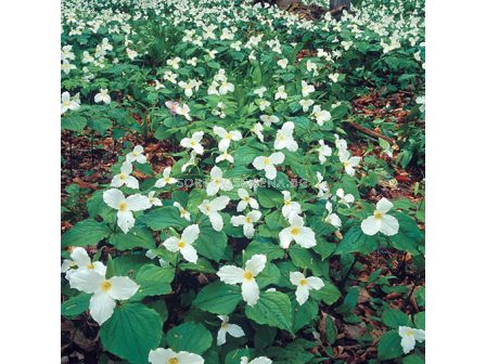 Трилиум /Trillium grandiflorum/ 1 бр