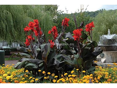 Канна /Canna 'Black Knight'/ 1 бр