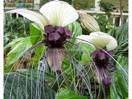 Орхидея на белия прилеп/ Tacca integrifolia/ 1 бр - 1