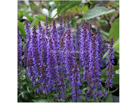 Салвия /Salvia Nemorosa Blue / 1 бр