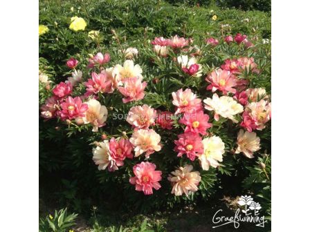 Дървовиден божур /PAEONIA ITOH JULIA ROSе/ 1 бр - sortovisemena.bg Дървовиден божур /PAEONIA ITOH JULIA ROSе/ 1 бр