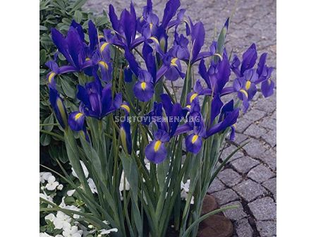 Ирис / Iris dutch 'Sapphire Beauty' / 1 бр