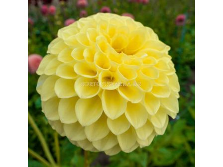 Далия / Dahlia 'Boom Boom Yellow'' / 1 корен