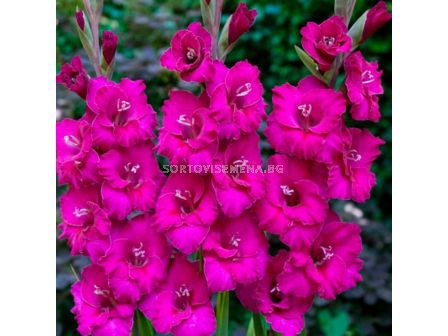 Гладиол Gladiolus Manuela 