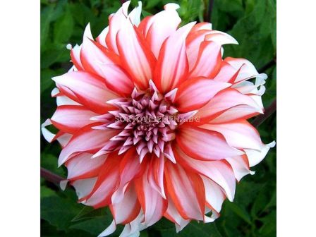 Далия Dolly H - 1 корен