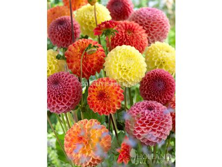 Далия микс - Dahlia Ball Striped Mixed - 4 бр.