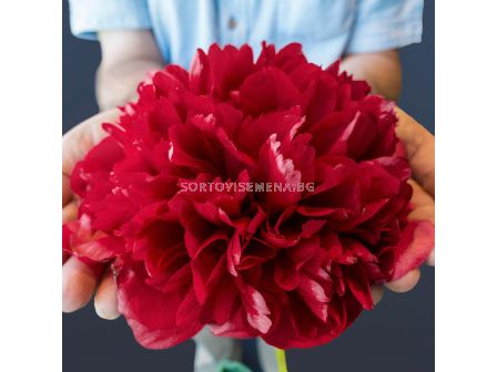 Божур /Paeonia Command performance / 1 корен