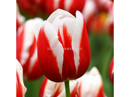 Лале Guus Papendrecht 1 бр