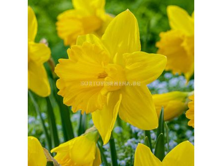 Нарцис Exception/ 10 бр