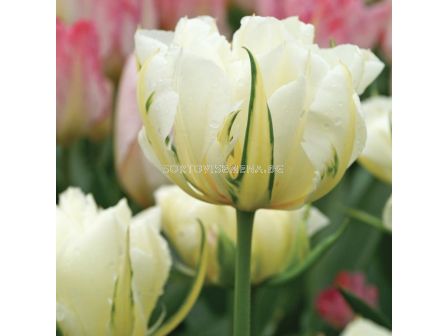 Лале /Tulip Exotic Emperor/ Double 11/12