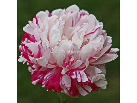 Божур-Paeonia Candy Stripe - 1 бр			 - 2