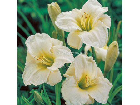 Хемерокалис /HEMEROCALLIS GENTLE SHEPHERD / 1 бр