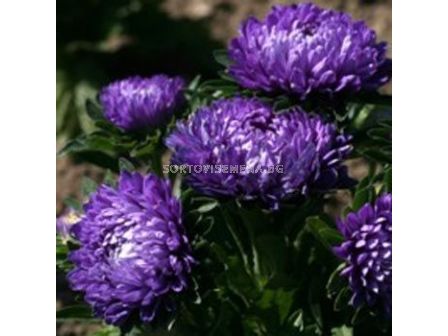 Астра /Callistephus chinensis dwarf Milady (Ballad) blue/LG