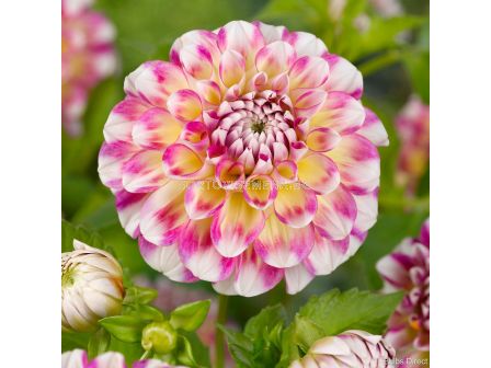 Далия Hawaii nl / 1 корен