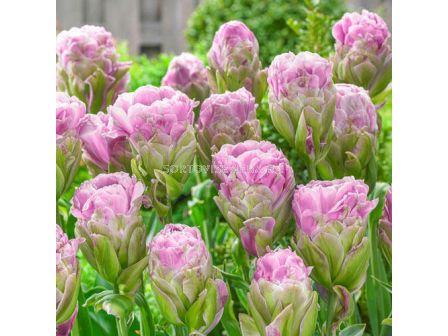 лале (Tulipa Violet Prana) 1 оп- 8 бр