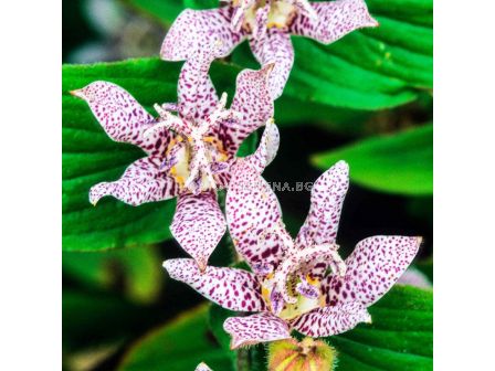 Трициртис / Tricyrtis White Spotted/ 1 бр