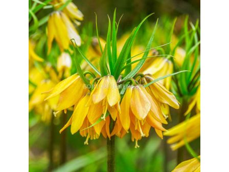 Фритилария /Fritillaria imperialis 'Early Magic''/ 1 бр