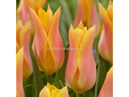 Лале /Tulip Marianne/ Lilyflowering - 11/12