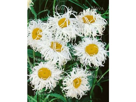 Маргаритка кичеста - Leucanthemum Old Court Variety - 1 бр - sortovisemena.bg Маргаритка кичеста - Leucanthemum Old Court Variety - 1 бр