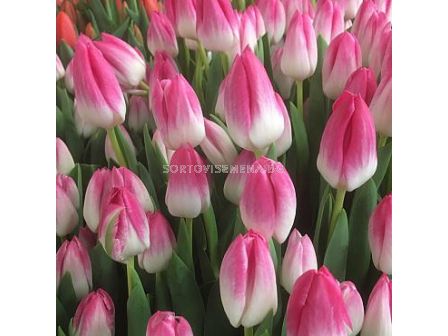 Лале/ Tulip triumph Memphis - 1 бр.