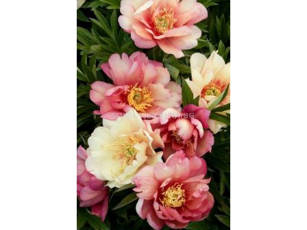 Дървовиден божур /PAEONIA CANARY BRILLIANTS	/ 1 бр