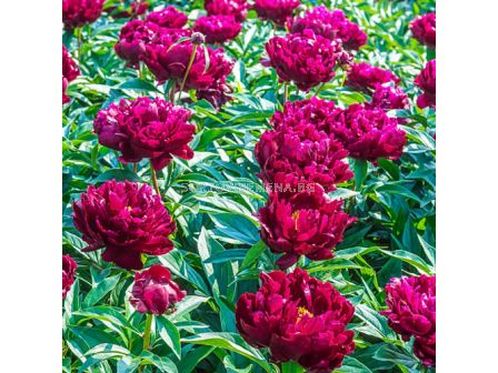Божур /Paeonia Peter brand / 1 корен - sortovisemena.bg Божур /Paeonia Peter brand / 1 корен