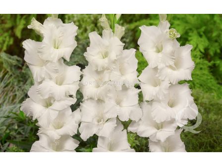 Гладиоли Бангладеш / Gladiolus Bangladesh / 1 бр