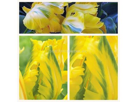 Лале Eagle Wings/ 10/11