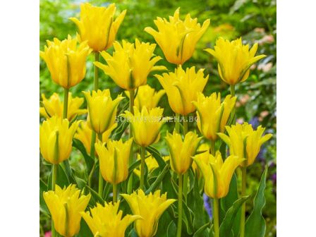 Лале двойно Lily-Flowering Yellow Spider/  Tulip