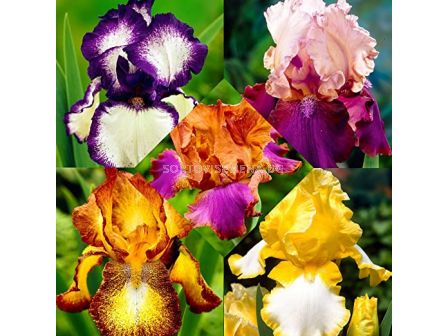 Ирис микс / Iris Germanica Mixed	/ 1 оп ( 5 корена )	
