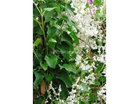 Фалопия / Polygonum Fallopia Aubertii /		