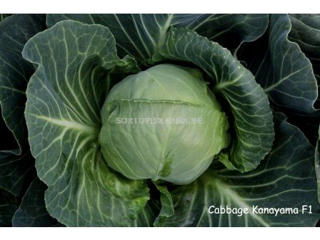 Семена зеле Канаяма F1 - 100 сем - 2