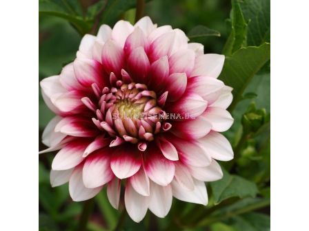 Далия Siedlerstolz - 1 корен