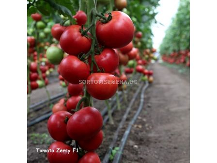 Семена Домати Зерси F1 - Tomato Zersy F1  - 2