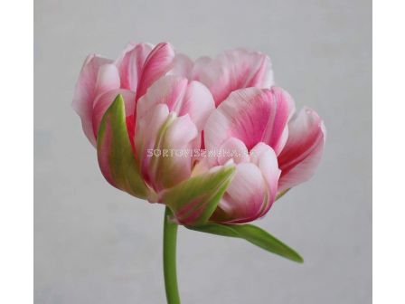 Лале /Tulip Fantasy Lady/ 11/12