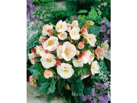 Бегония bertinii 'Compacta'/ - 1 бр