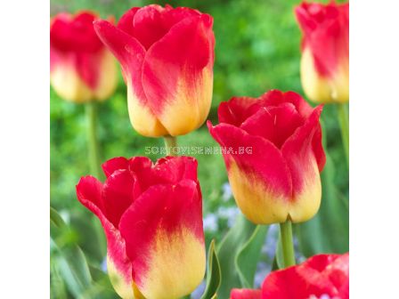 Лале Match/ 11/12