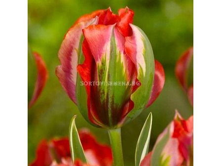 Лале Hollywood 11/12