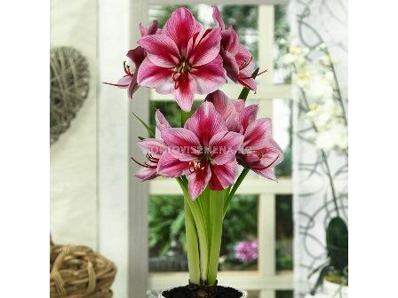 Амарилис (Amaryllis) Gervase