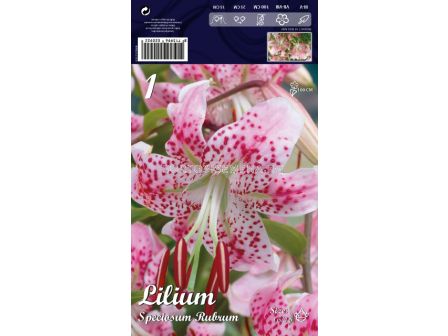Лилиум (Lilium) Spec.Rubrum 16/18 LSCH