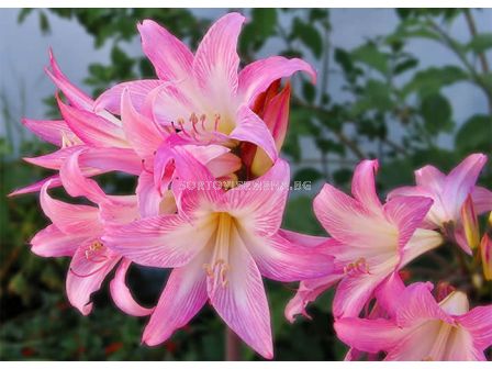 Амарилис (Amaryllis) Belladonna 18/20