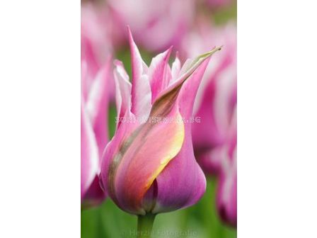 Лале (Tulip) Lilyflowering Moonshine 11/12