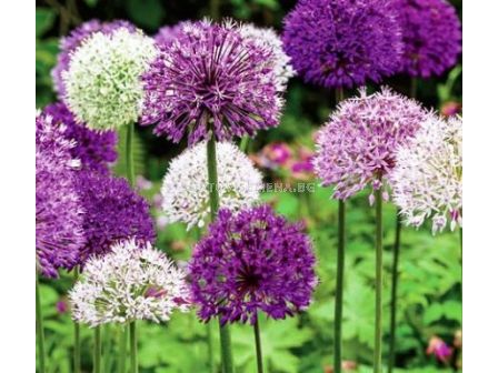 Алиум Микс - Allium Mix 4/5 - 1