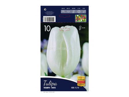Лале Triumph-White 11/12