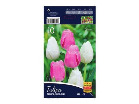 Лале (Tulip) Triumph white and pink 12/+ - (10 луковици)