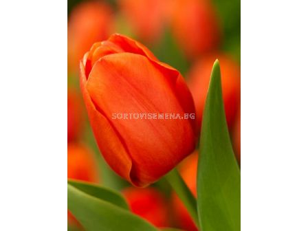 Лале (Tulip) Orange Cassini 12/+