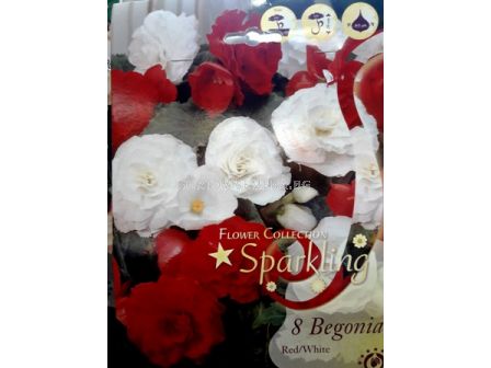 бегонии микс Sparkling (Red/White) - begonias mix  Sparkling (Red/White)