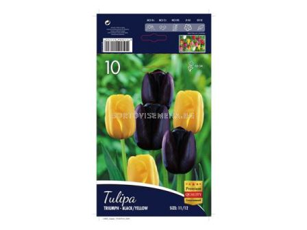 Лале (Tulip) Triumph Black and Yellow