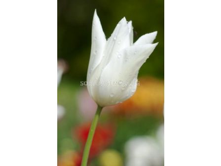лале lily-flowered White Triumphator 11/12